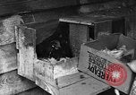 Standbild Henne mit Kätzchen Lepanto Arkansas USA, 1934, aus Sekunde 19 historischem Filmmaterial Videoclip 65675044370