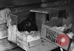 Standbild Henne mit Kätzchen Lepanto Arkansas USA, 1934, aus Sekunde 20 historischem Filmmaterial Videoclip 65675044370