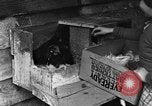 Standbild Henne mit Kätzchen Lepanto Arkansas USA, 1934, aus Sekunde 21 historischem Filmmaterial Videoclip 65675044370