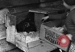 Standbild Henne mit Kätzchen Lepanto Arkansas USA, 1934, aus Sekunde 22 historischem Filmmaterial Videoclip 65675044370