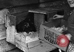 Standbild Henne mit Kätzchen Lepanto Arkansas USA, 1934, aus Sekunde 23 historischem Filmmaterial Videoclip 65675044370