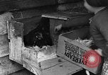 Standbild Henne mit Kätzchen Lepanto Arkansas USA, 1934, aus Sekunde 24 historischem Filmmaterial Videoclip 65675044370