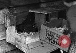Standbild Henne mit Kätzchen Lepanto Arkansas USA, 1934, aus Sekunde 25 historischem Filmmaterial Videoclip 65675044370