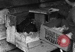 Standbild Henne mit Kätzchen Lepanto Arkansas USA, 1934, aus Sekunde 26 historischem Filmmaterial Videoclip 65675044370