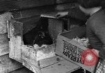 Standbild Henne mit Kätzchen Lepanto Arkansas USA, 1934, aus Sekunde 28 historischem Filmmaterial Videoclip 65675044370