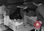 Standbild Henne mit Kätzchen Lepanto Arkansas USA, 1934, aus Sekunde 29 historischem Filmmaterial Videoclip 65675044370