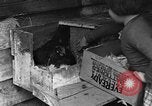 Standbild Henne mit Kätzchen Lepanto Arkansas USA, 1934, aus Sekunde 30 historischem Filmmaterial Videoclip 65675044370