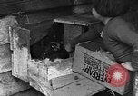 Standbild Henne mit Kätzchen Lepanto Arkansas USA, 1934, aus Sekunde 31 historischem Filmmaterial Videoclip 65675044370