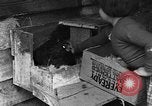Standbild Henne mit Kätzchen Lepanto Arkansas USA, 1934, aus Sekunde 32 historischem Filmmaterial Videoclip 65675044370