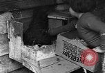 Standbild Henne mit Kätzchen Lepanto Arkansas USA, 1934, aus Sekunde 33 historischem Filmmaterial Videoclip 65675044370