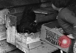 Standbild Henne mit Kätzchen Lepanto Arkansas USA, 1934, aus Sekunde 34 historischem Filmmaterial Videoclip 65675044370