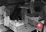 Standbild Henne mit Kätzchen Lepanto Arkansas USA, 1934, aus Sekunde 35 historischem Filmmaterial Videoclip 65675044370