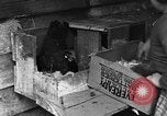 Standbild Henne mit Kätzchen Lepanto Arkansas USA, 1934, aus Sekunde 36 historischem Filmmaterial Videoclip 65675044370