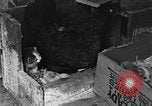 Standbild Henne mit Kätzchen Lepanto Arkansas USA, 1934, aus Sekunde 37 historischem Filmmaterial Videoclip 65675044370