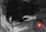 Standbild Henne mit Kätzchen Lepanto Arkansas USA, 1934, aus Sekunde 38 historischem Filmmaterial Videoclip 65675044370