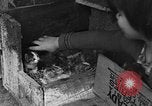 Standbild Henne mit Kätzchen Lepanto Arkansas USA, 1934, aus Sekunde 39 historischem Filmmaterial Videoclip 65675044370