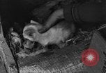 Standbild Henne mit Kätzchen Lepanto Arkansas USA, 1934, aus Sekunde 40 historischem Filmmaterial Videoclip 65675044370