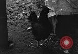 Standbild Henne mit Kätzchen Lepanto Arkansas USA, 1934, aus Sekunde 46 historischem Filmmaterial Videoclip 65675044370