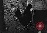 Standbild Henne mit Kätzchen Lepanto Arkansas USA, 1934, aus Sekunde 47 historischem Filmmaterial Videoclip 65675044370