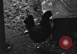 Standbild Henne mit Kätzchen Lepanto Arkansas USA, 1934, aus Sekunde 48 historischem Filmmaterial Videoclip 65675044370