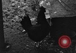 Standbild Henne mit Kätzchen Lepanto Arkansas USA, 1934, aus Sekunde 49 historischem Filmmaterial Videoclip 65675044370