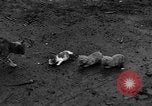 Standbild Henne mit Kätzchen Lepanto Arkansas USA, 1934, aus Sekunde 51 historischem Filmmaterial Videoclip 65675044370