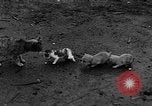 Standbild Henne mit Kätzchen Lepanto Arkansas USA, 1934, aus Sekunde 52 historischem Filmmaterial Videoclip 65675044370