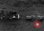 Standbild Henne mit Kätzchen Lepanto Arkansas USA, 1934, aus Sekunde 53 historischem Filmmaterial Videoclip 65675044370