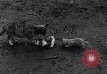 Standbild Henne mit Kätzchen Lepanto Arkansas USA, 1934, aus Sekunde 54 historischem Filmmaterial Videoclip 65675044370