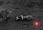 Standbild Henne mit Kätzchen Lepanto Arkansas USA, 1934, aus Sekunde 55 historischem Filmmaterial Videoclip 65675044370