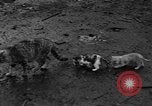 Standbild Henne mit Kätzchen Lepanto Arkansas USA, 1934, aus Sekunde 56 historischem Filmmaterial Videoclip 65675044370