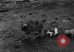 Standbild Henne mit Kätzchen Lepanto Arkansas USA, 1934, aus Sekunde 57 historischem Filmmaterial Videoclip 65675044370