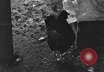 Standbild Henne mit Kätzchen Lepanto Arkansas USA, 1934, aus Sekunde 58 historischem Filmmaterial Videoclip 65675044370