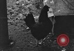 Standbild Henne mit Kätzchen Lepanto Arkansas USA, 1934, aus Sekunde 59 historischem Filmmaterial Videoclip 65675044370