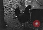 Standbild Henne mit Kätzchen Lepanto Arkansas USA, 1934, aus Sekunde 60 historischem Filmmaterial Videoclip 65675044370