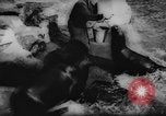 Standbild deutscher Zoo Deutschland, 1962, aus Sekunde 11 historischem Filmmaterial Videoclip 65675044377
