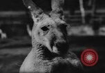 Standbild deutscher Zoo Deutschland, 1962, aus Sekunde 12 historischem Filmmaterial Videoclip 65675044377