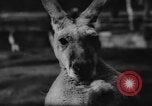Standbild deutscher Zoo Deutschland, 1962, aus Sekunde 13 historischem Filmmaterial Videoclip 65675044377
