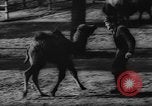 Standbild deutscher Zoo Deutschland, 1962, aus Sekunde 24 historischem Filmmaterial Videoclip 65675044377