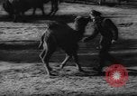 Standbild deutscher Zoo Deutschland, 1962, aus Sekunde 25 historischem Filmmaterial Videoclip 65675044377