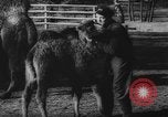 Standbild deutscher Zoo Deutschland, 1962, aus Sekunde 28 historischem Filmmaterial Videoclip 65675044377