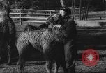 Standbild deutscher Zoo Deutschland, 1962, aus Sekunde 29 historischem Filmmaterial Videoclip 65675044377