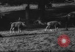 Standbild deutscher Zoo Deutschland, 1962, aus Sekunde 31 historischem Filmmaterial Videoclip 65675044377