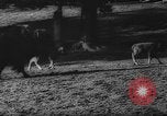 Standbild deutscher Zoo Deutschland, 1962, aus Sekunde 32 historischem Filmmaterial Videoclip 65675044377