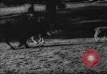 Standbild deutscher Zoo Deutschland, 1962, aus Sekunde 33 historischem Filmmaterial Videoclip 65675044377