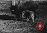 Standbild deutscher Zoo Deutschland, 1962, aus Sekunde 34 historischem Filmmaterial Videoclip 65675044377
