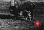 Standbild deutscher Zoo Deutschland, 1962, aus Sekunde 35 historischem Filmmaterial Videoclip 65675044377