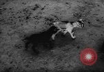 Standbild deutscher Zoo Deutschland, 1962, aus Sekunde 39 historischem Filmmaterial Videoclip 65675044377