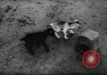 Standbild deutscher Zoo Deutschland, 1962, aus Sekunde 40 historischem Filmmaterial Videoclip 65675044377