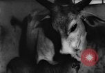 Standbild deutscher Zoo Deutschland, 1962, aus Sekunde 42 historischem Filmmaterial Videoclip 65675044377